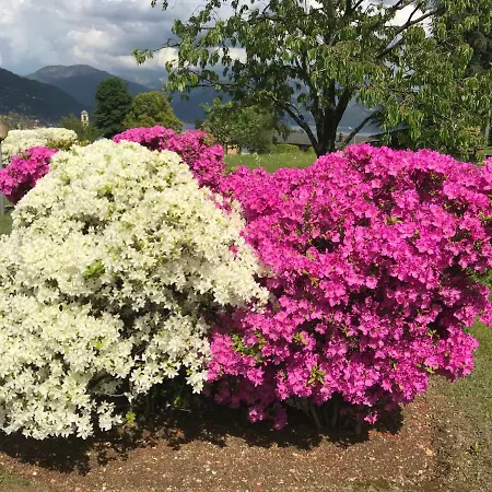 Сasa de vacaciones Le Betulle Oggebbio